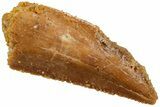 Serrated, Raptor Tooth - Real Dinosaur Tooth #224144-1